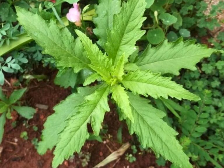 Mastruz: Poder Medicinal na Natureza - Ceará Selvagem