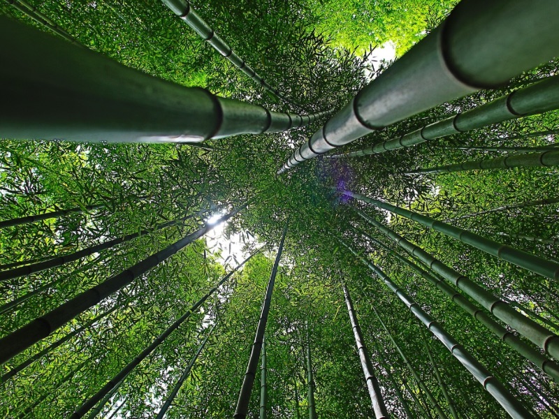 Água potável na natureza - Técnicas de Sobrevivência na Selva 