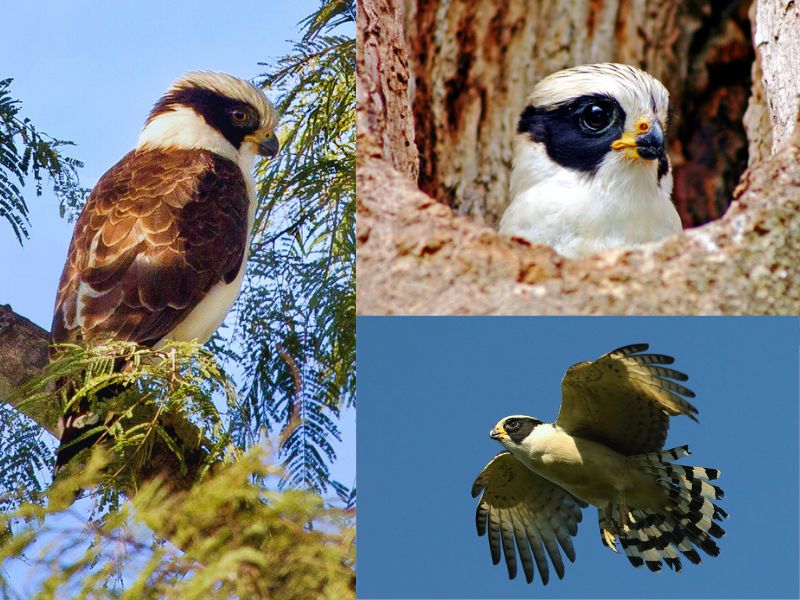 Aves da Serra de Baturité - Acauã