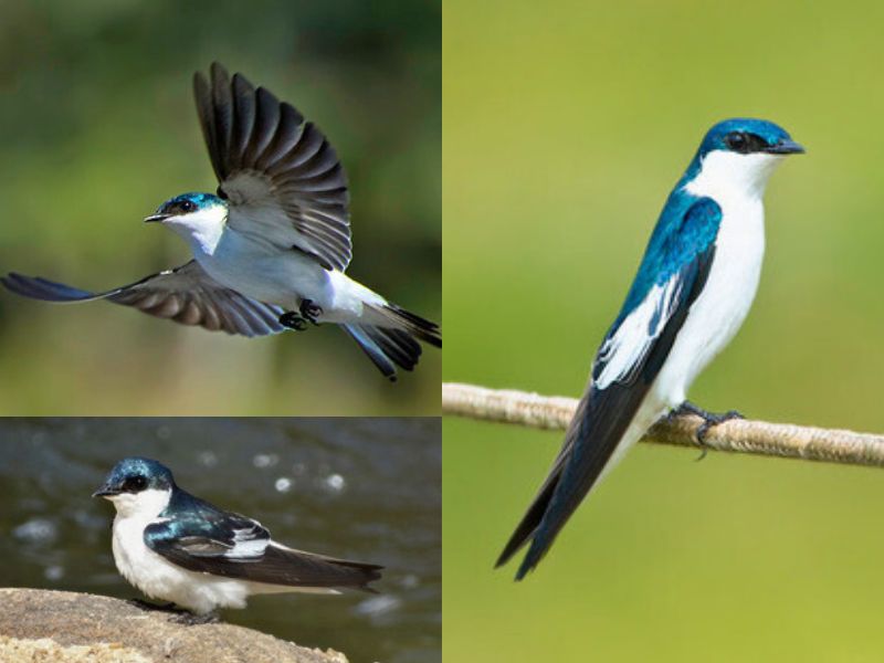 Aves de Baturité - Andorinha-do-rio