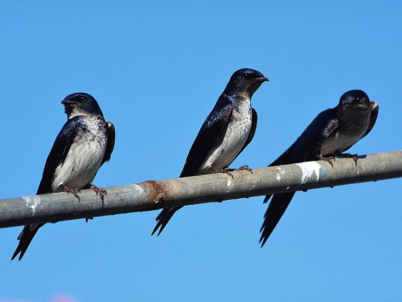 Aves de Baturité - Andorinha-doméstica-grande 