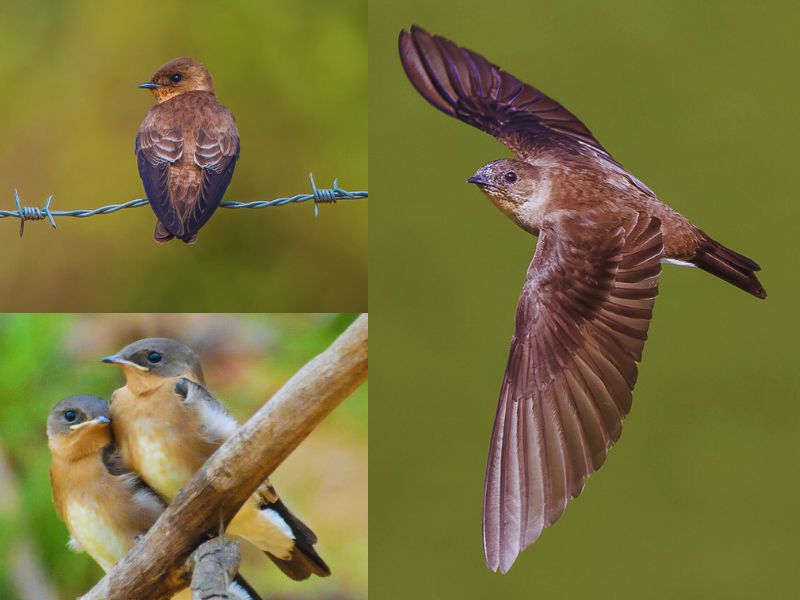 Aves da Serra de Baturité - Andorinha-serradora