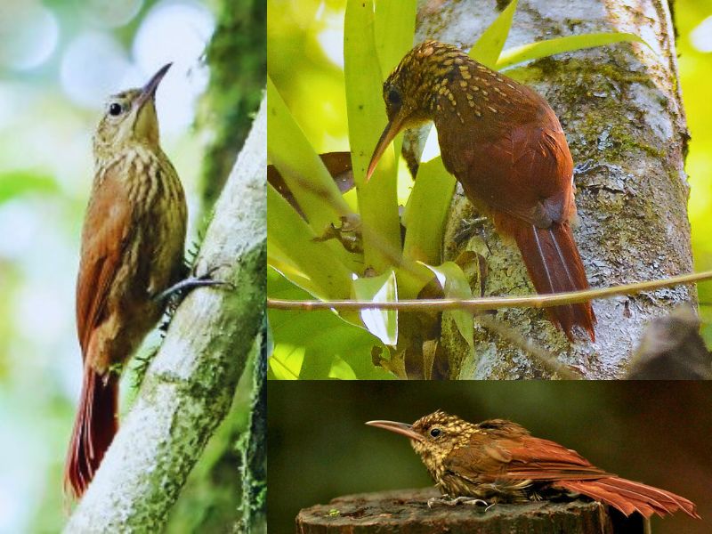 Arapaçu-rajado-do-nordeste