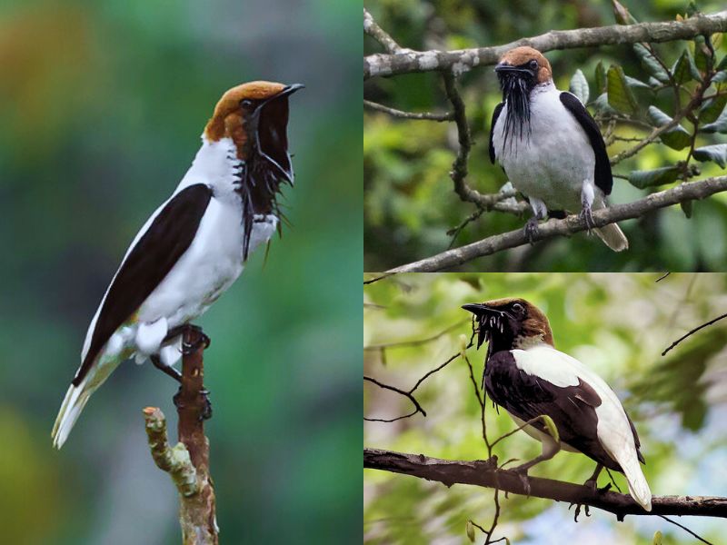 Araponga-do-nordeste - Aves da Serra de Baturité