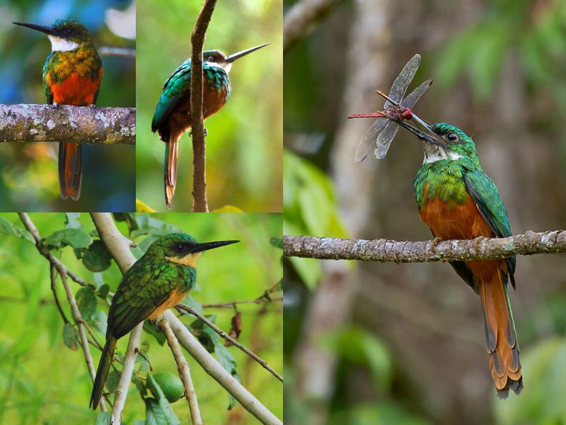 Ariramba-de-cauda-ruiva