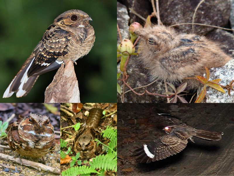 Bacurau - Aves da Serra de Baturité