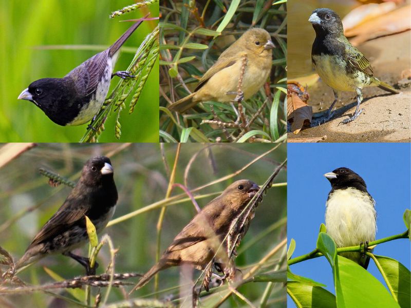 Baiano - Aves da Serra de Baturité