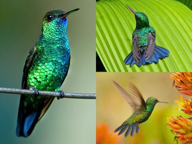 Beija-flor-de-garganta-azul