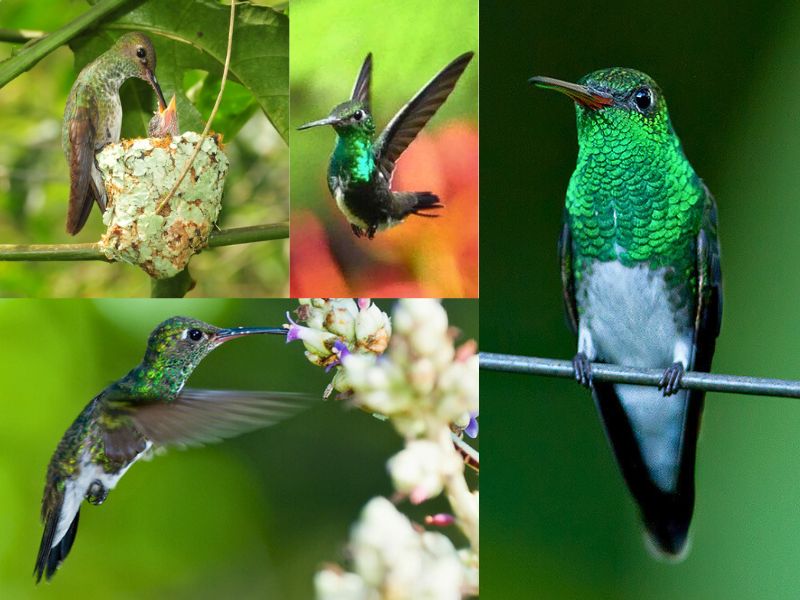 Beija-flor-de-garganta-verde