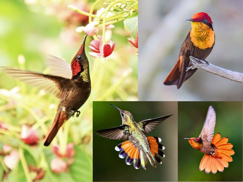 Beija-flor-vermelho