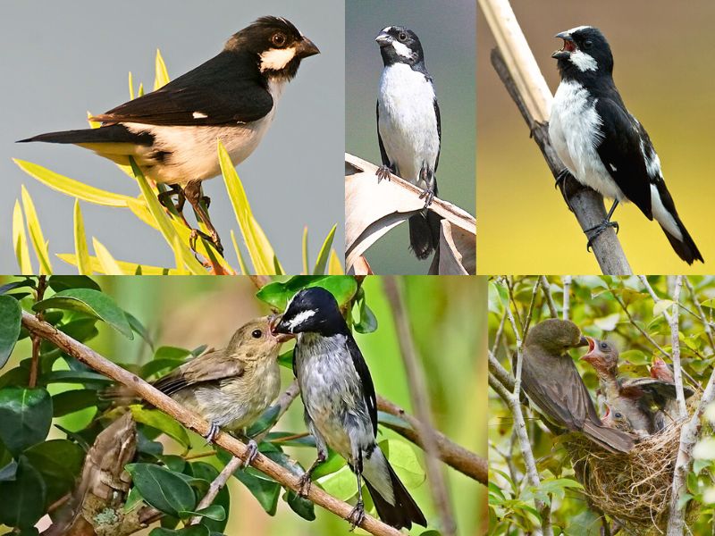 Bigodinho - Aves da serra de Baturité