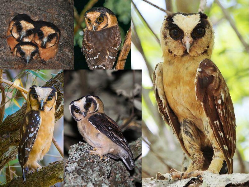 Caburé-acanelado - Aves da Serra de Baturité