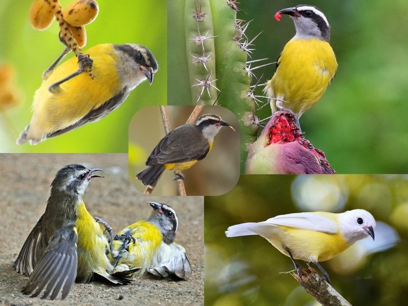 Cambacica - Aves da Serra de Baturité