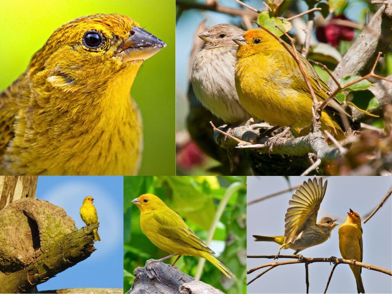 Canário-da-terra-verdadeiro - Aves da serra de Baturité