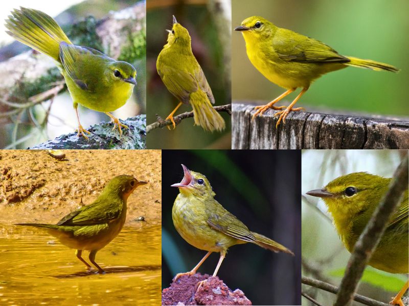 Canário-do-mato - Aves da serra de Baturité