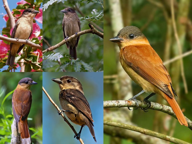 Caneleiro-de-chapéu-preto - Aves da serra de Baturité