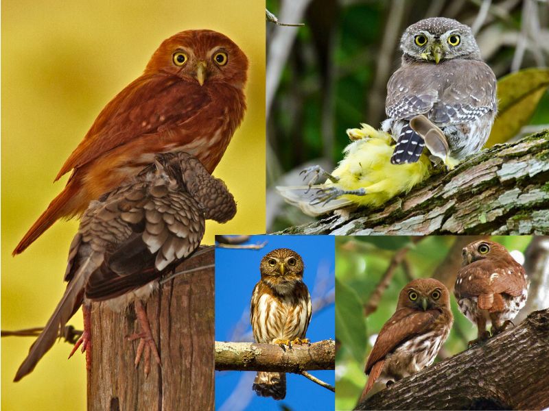 Caburé - Aves da serra de Baturité