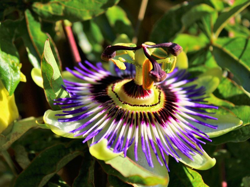 Chá de Passiflora