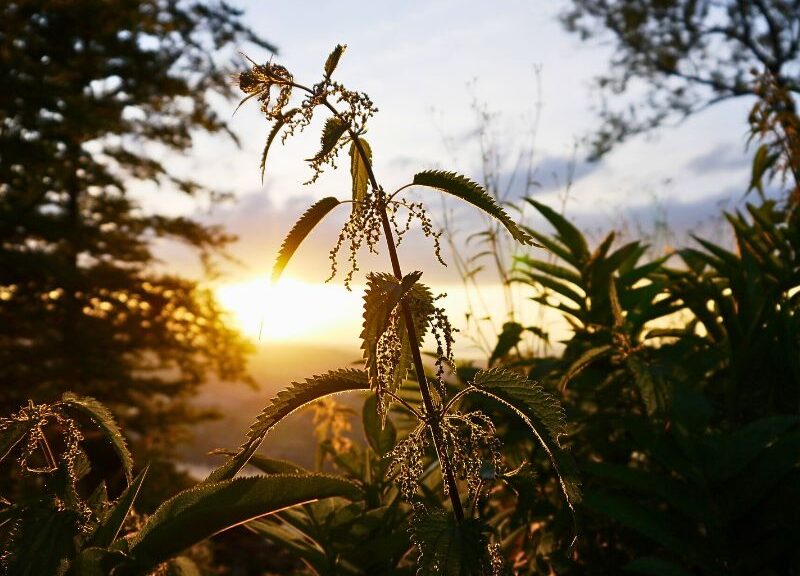 Urtiga na natureza