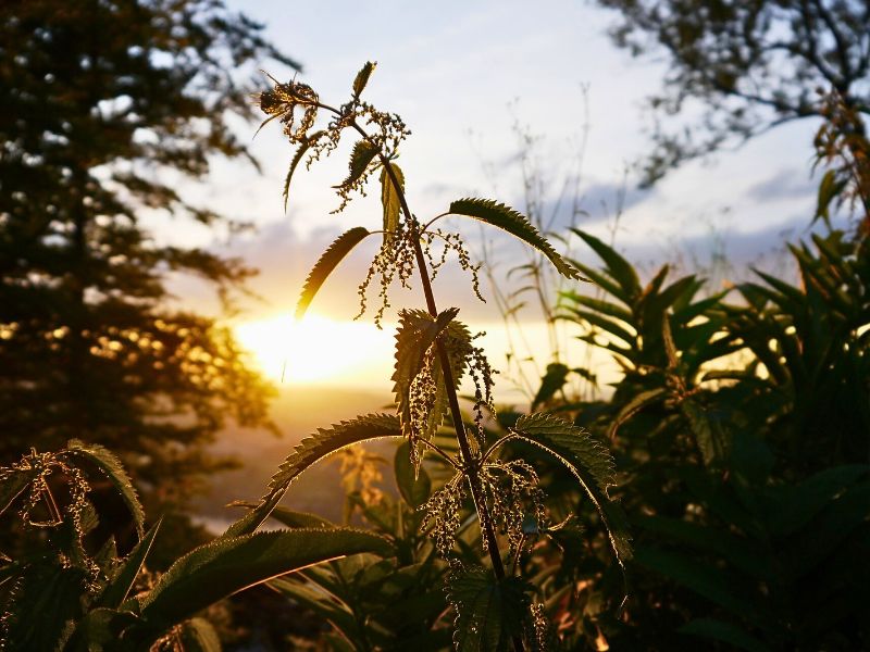 Urtiga na natureza