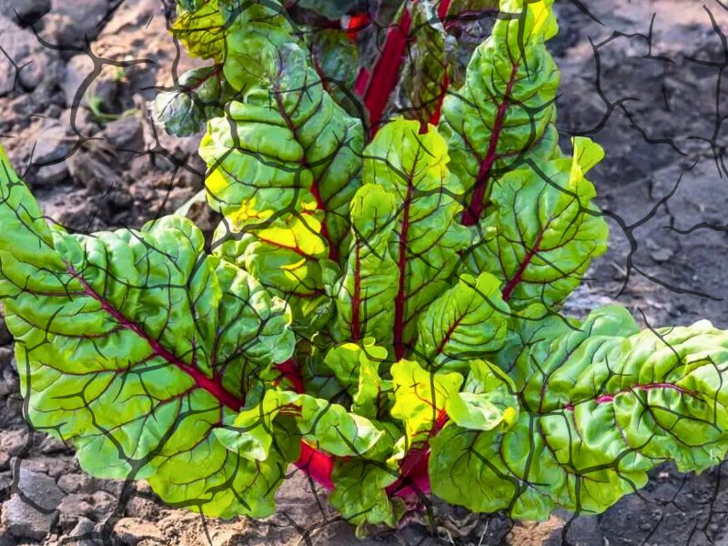 12 alimentos resistentes a seca -  acelga