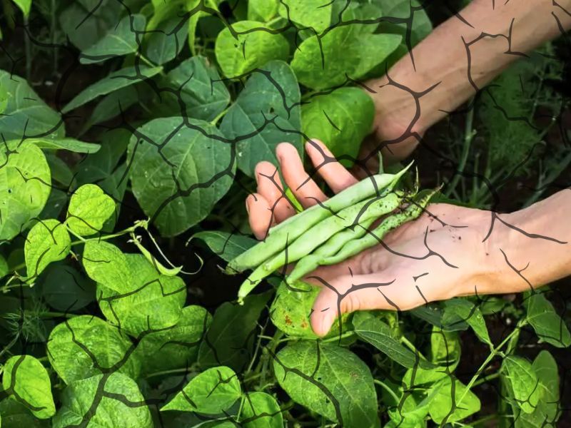 12 alimentos resistentes a seca - feijão