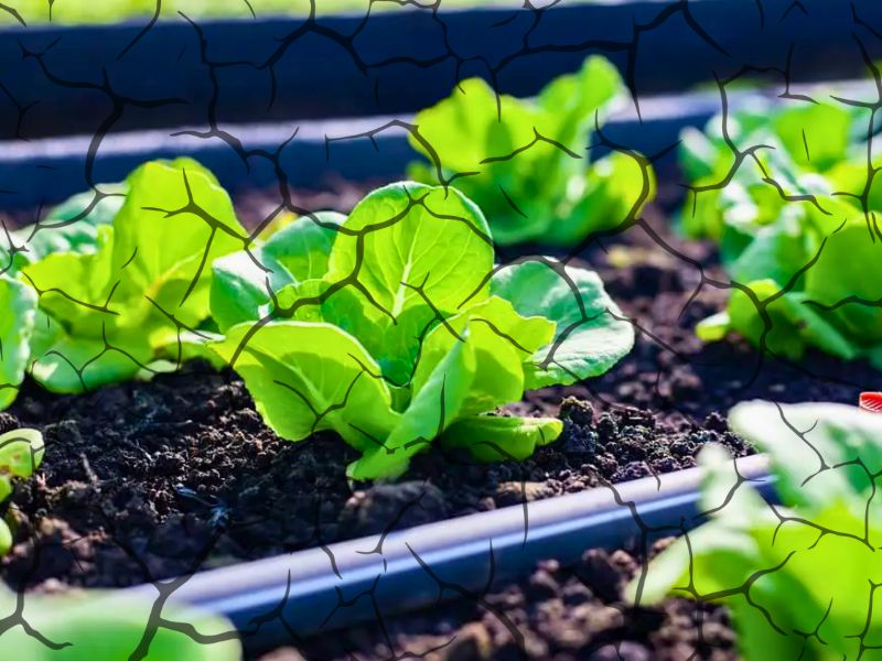 12 alimentos resistentes a seca - Mostarda Verde