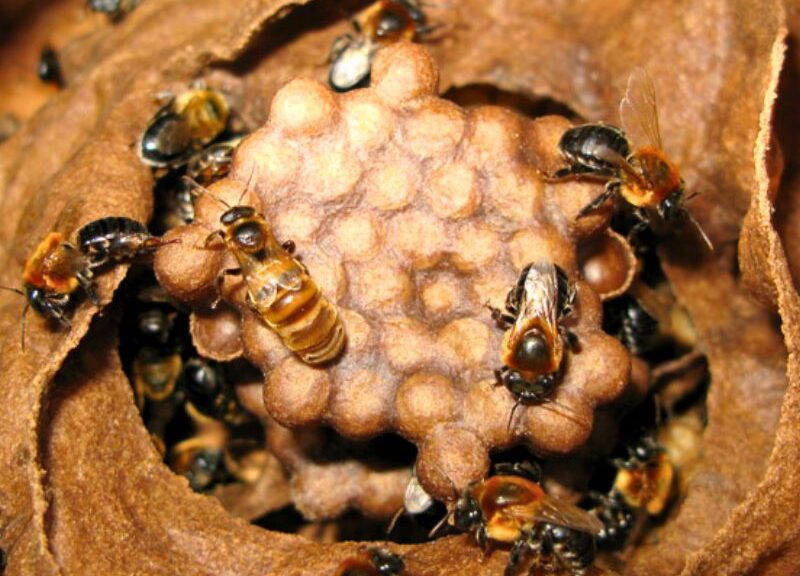 Abelhas da Caatinga - Foto Geronimo Vilas-Boas