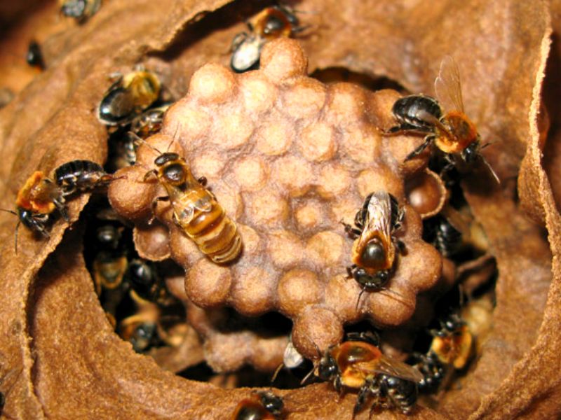 Abelhas da Caatinga: As Guardiãs do Sertão