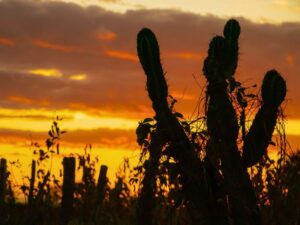 A Caatinga: O Tesouro Escondido do Nordeste