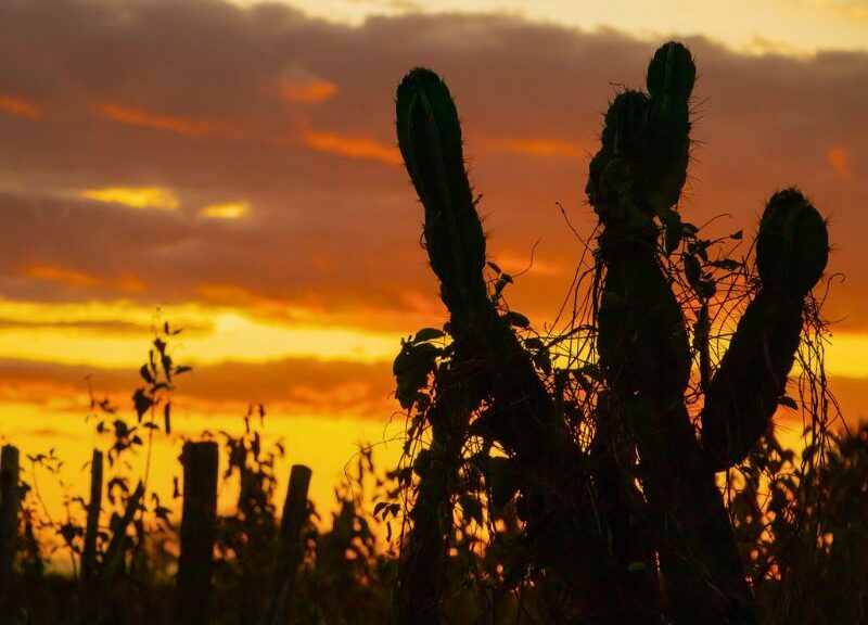 A Caatinga