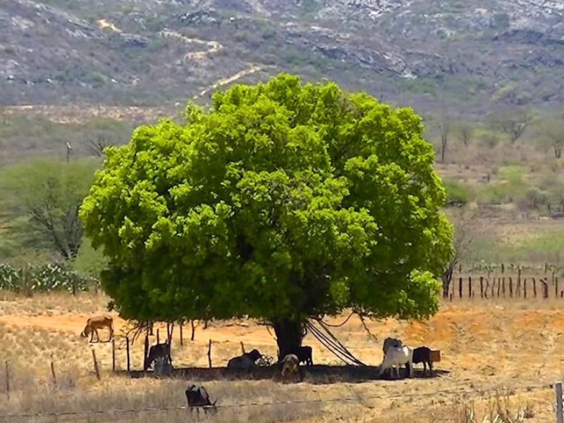 Pé de Juá [Juazeiro] na Caatinga