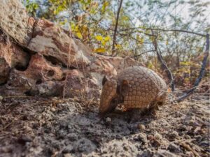 Tatu-Bola e a Caatinga: Um Símbolo de Resistência e Sobrevivência