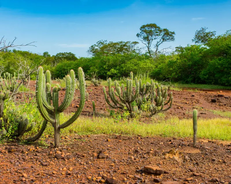 Xique-xique na caatinga