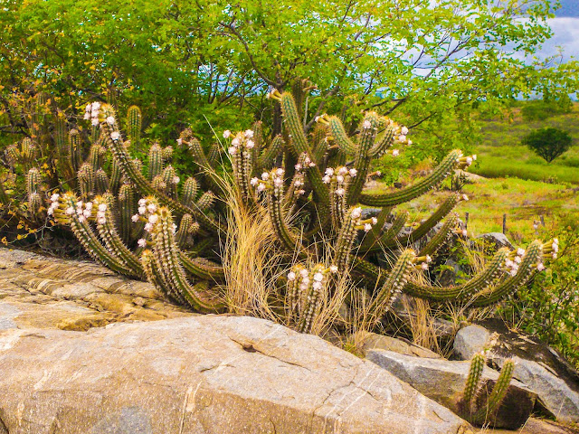 Xique-xique em alimentos da caatinga todo florado