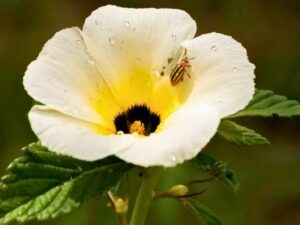 Flor de chanana