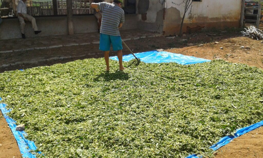 Plantas da caatinga - Fenação da maniçoba