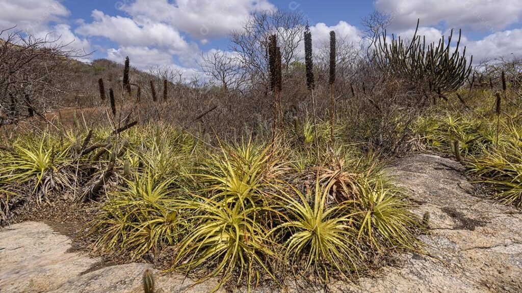 Plantas da Caatinga [Macambira]