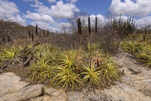 🌵 Caatinga: O Berço Resiliente das Plantas que Alimentam e Curam