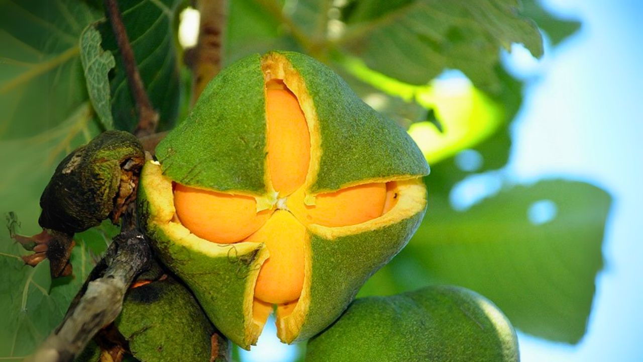 🌿 Pequi: O Tesouro Espinhudo do Sertão [PANCs]🌿