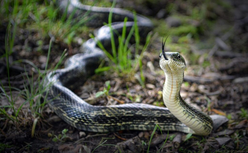 Cobra na natureza
