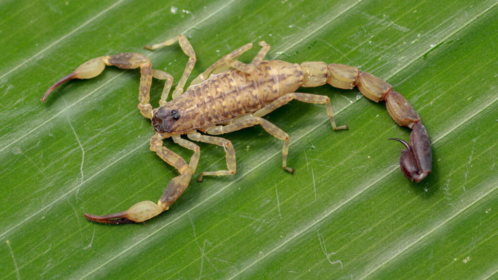 Escorpião amarelo