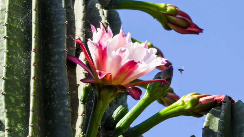 Flor de mandacaru