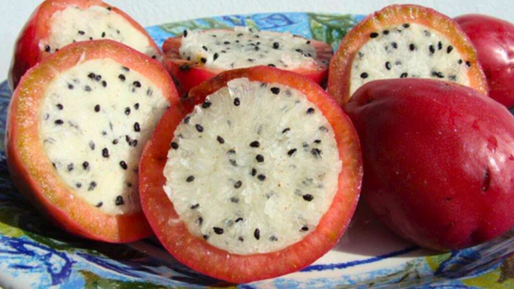 Frutos do mandacaru