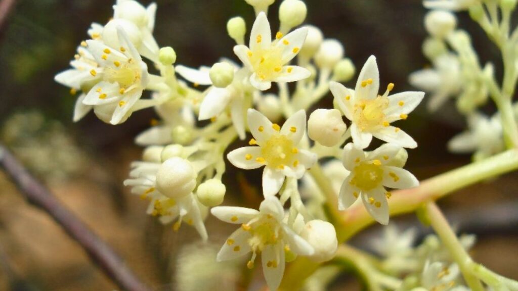 flor do umbuzeiro