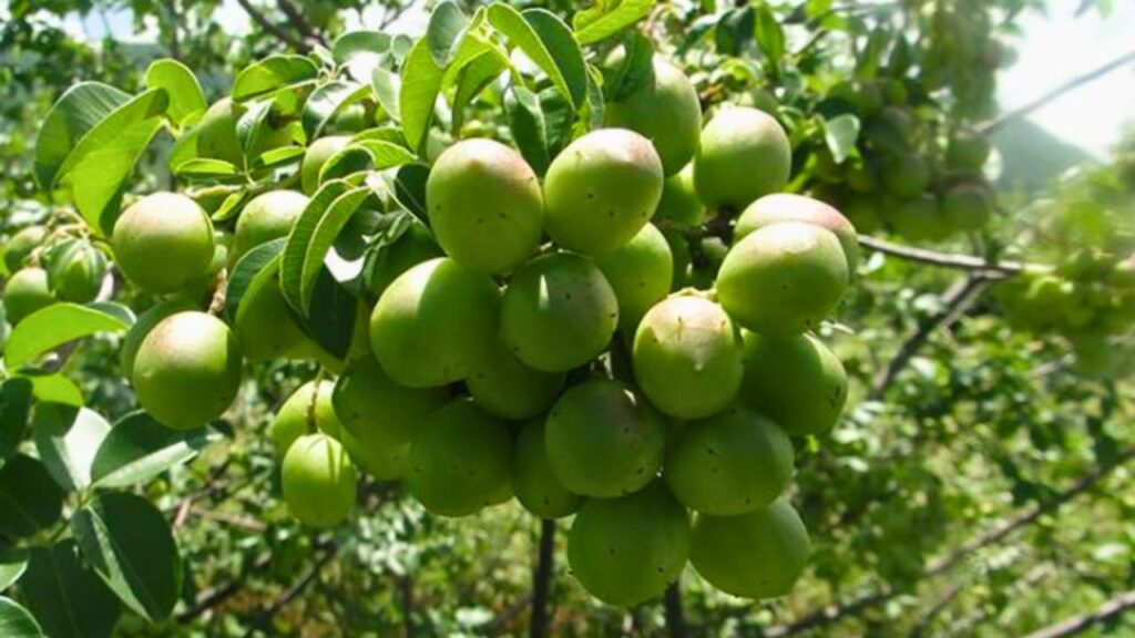 umbu, fruto do umbuzeiro