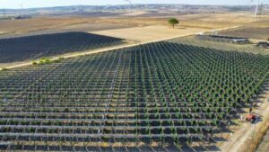 🔥 Sol, Sobrevivência e Vinho: Como a Energia Sola Pode Salvar Sua Colheita 🔥