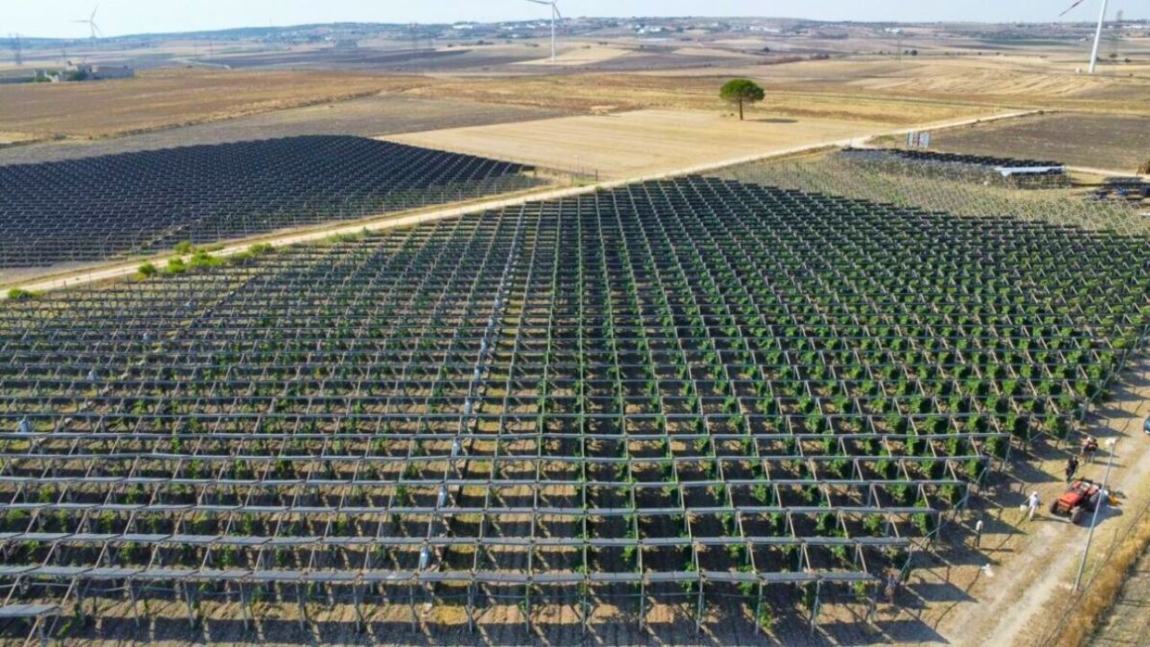 🔥 Sol, Sobrevivência e Vinho: Como a Energia Sola Pode Salvar Sua Colheita 🔥