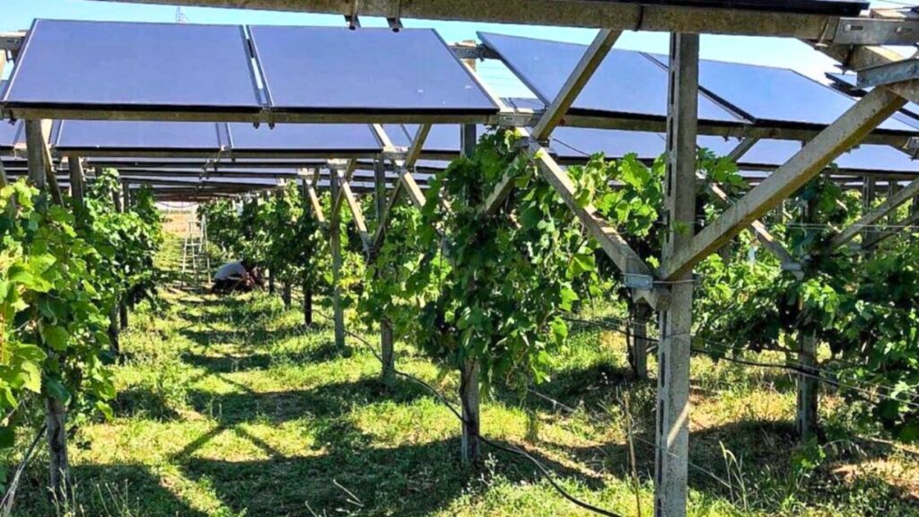La Svolta energia solar na plantação