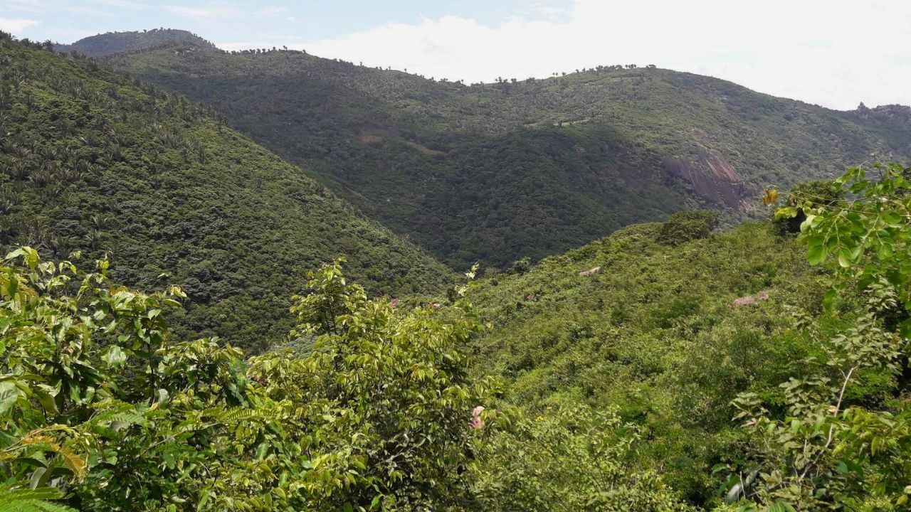 Meruoca Selvagem: No Fogo, No Mato, Na Aventura